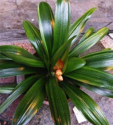 5年君子要兰开花,叶片不对称长一圈,以为养废了,花友说是珍品