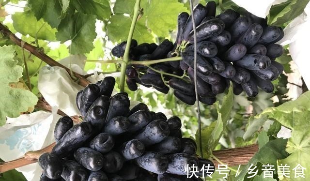 院子|院子里种上果树，能观赏且寓意好，果肉还有奶香味，甜而不腻！