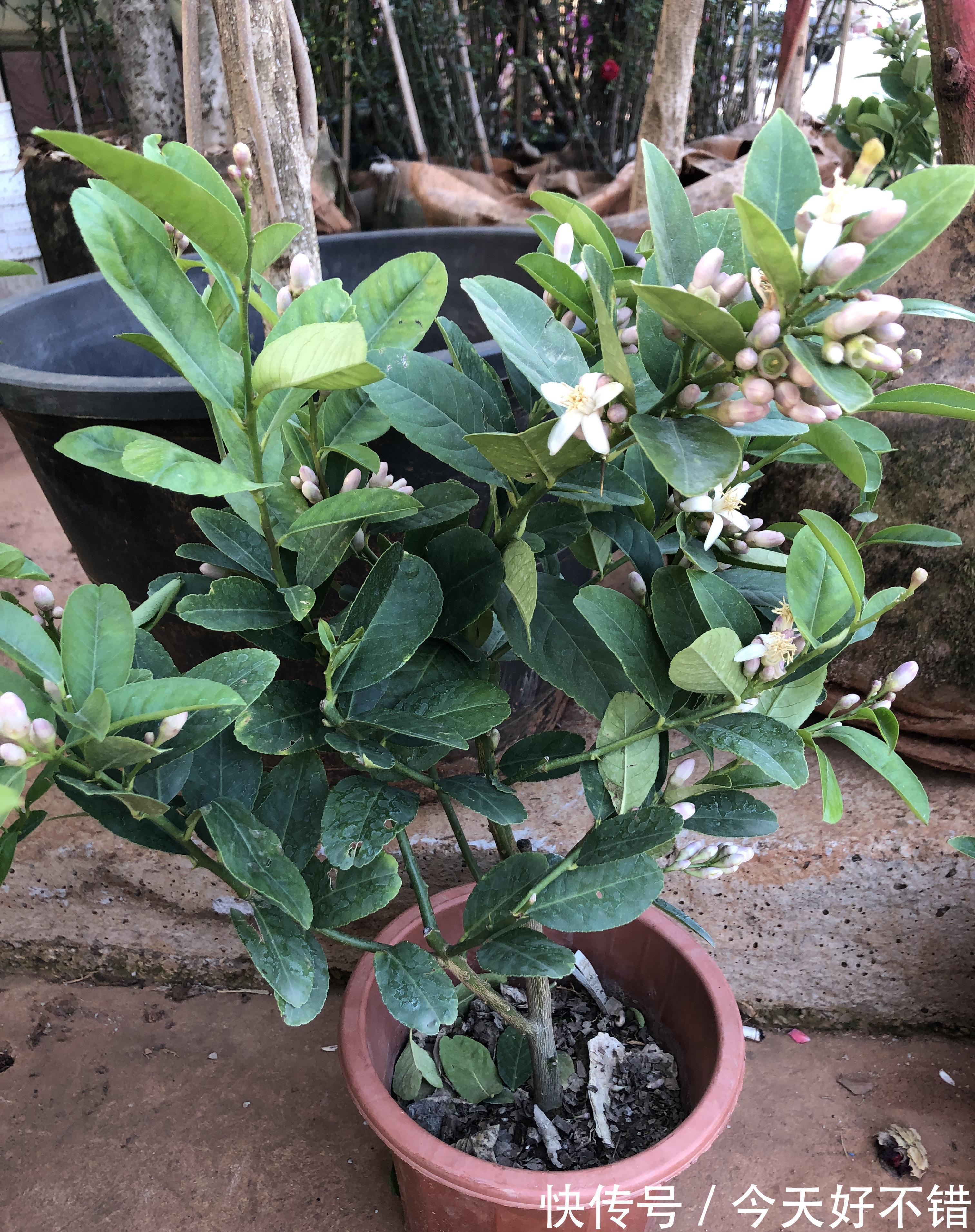 柠檬树|卧室不要乱养花,4种“催眠花”,净化夜间空气,一觉睡到大天亮