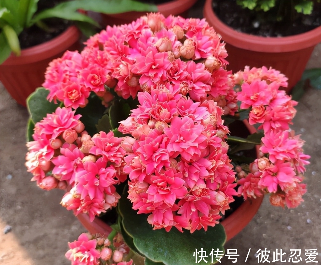 新买的长寿花,要狠心去修剪,养护不到2个月,就能直接开爆盆