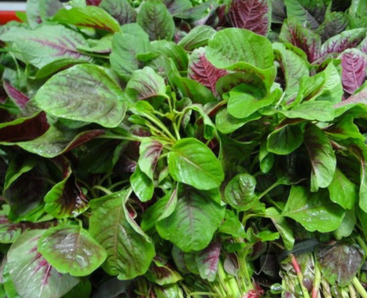 小白|这种野菜在家也能种植,吃它比羊肉还滋补,市场1斤还得12元