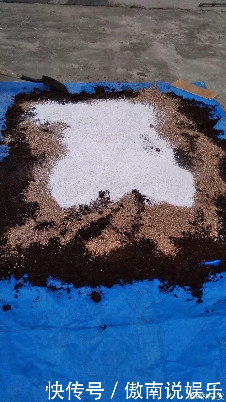 大疙瘩|盆土硬成大疙瘩,浇点松土剂,立马软得像发糕!