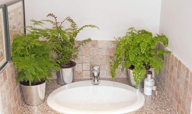 厕所里养花,把潮气毒气都吸走了,身体好皮肤好