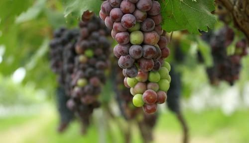 子宫|得了子宫肌瘤先别慌，坚持多吃它，有助活血化瘀，肌瘤慢慢消失