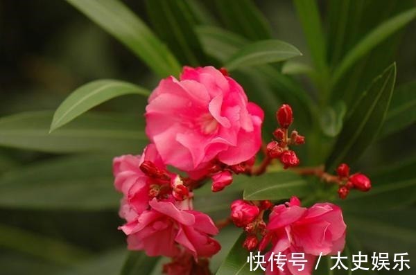 路边见到这几种野花,躲得远远的,碰都碰不得