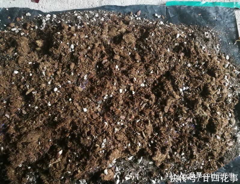 4月给君子兰翻盆，3事不做白费劲，整年长势受影响