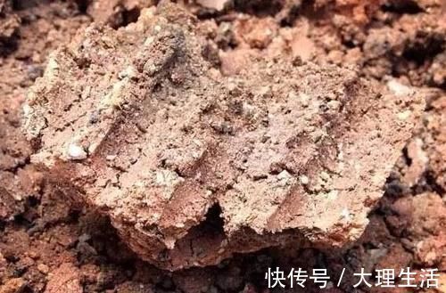 草木灰|多肉养根篇:往盆底放些“它们”,叶子肥成球,根须挤满盆