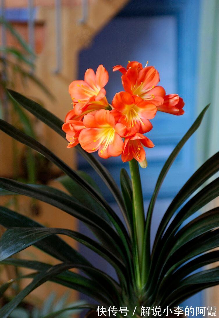 富贵|适合客厅养的5种漂亮花,喜庆大气又吉祥,幸福感满满