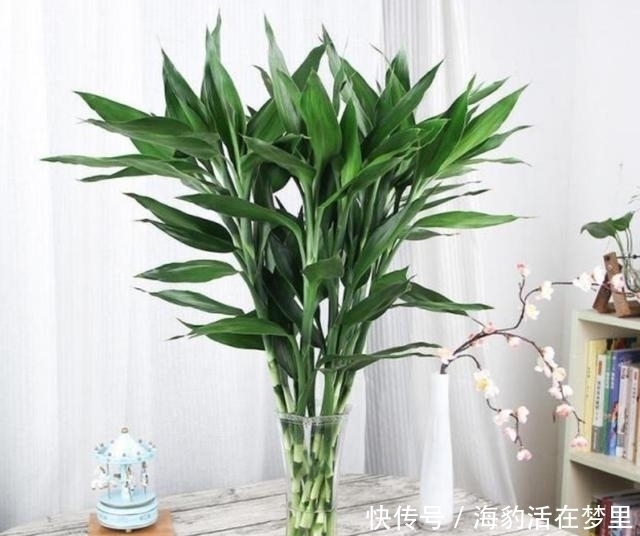 金钱树|春节什么花值得买,6种寓意吉祥、财运亨通的花卉,新年养上一盆