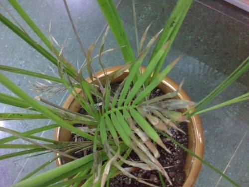 散尾葵买没几天就不断黄叶，还容易招惹害虫，真有这么难养吗？