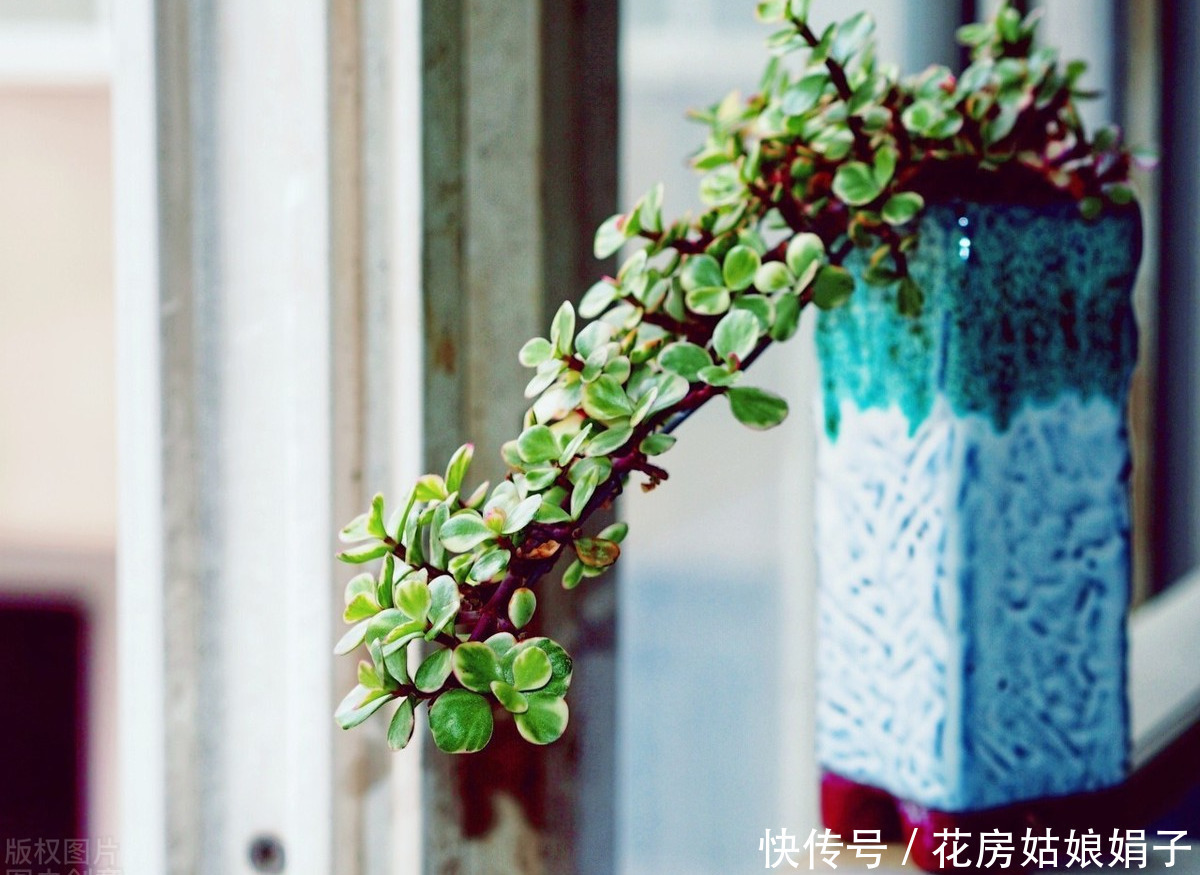 宁干|金枝玉叶浇水时，掌握好4个技巧，就能不黄叶，不烂根，枝繁叶茂