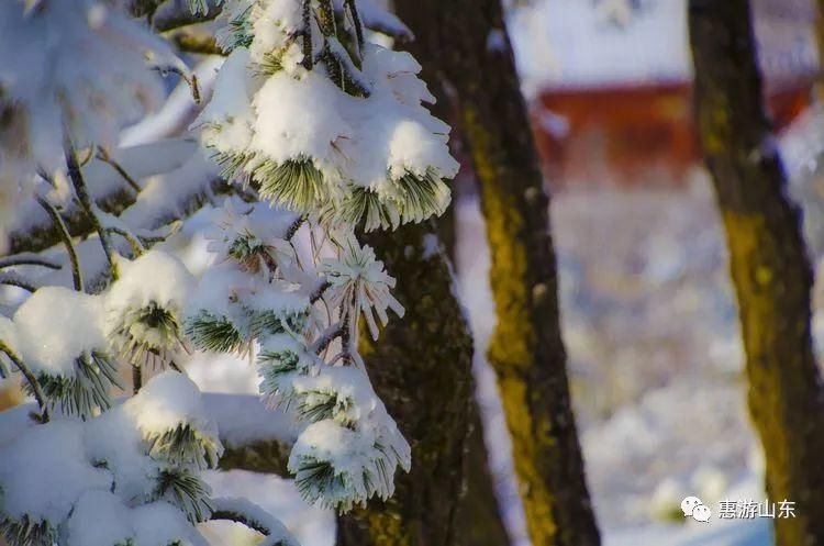 泰山银装素裹后石坞，雪松玉树赛仙境！