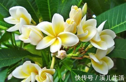 观赏价值|新手就养4种花，好养易爆盆，养上一盆四季欣赏，好养活还不贵