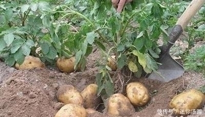 食用|老中医:炒土豆不能放此物,吃了对身体不好,现在知道还不晚