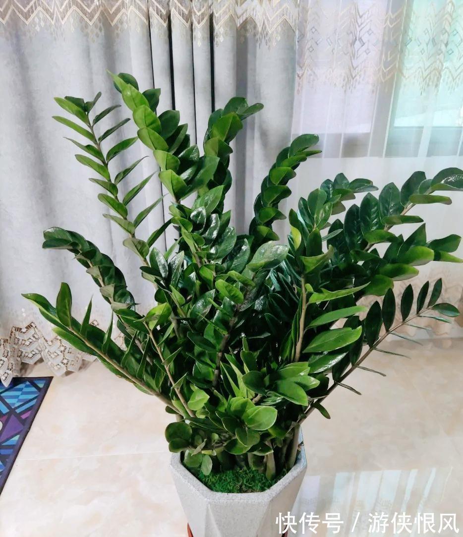 8种“招财树”,养在客厅里,高大笔挺,威武又气派,招财又旺宅