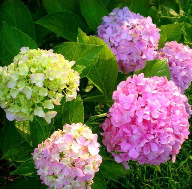 绣球花开爆了,花后早做2件事,枝繁叶茂长得壮,来年开成大花球