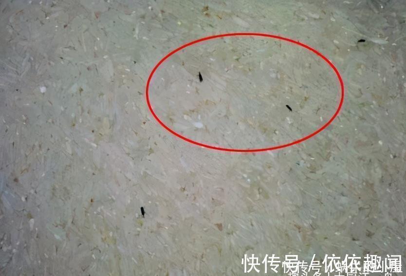 江一舟|夏天,大米里面容易长虫子,超市员工教你2招,保存一年不会坏