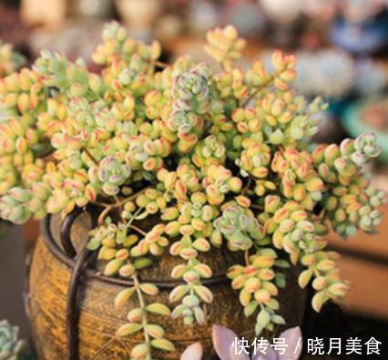 盘点5款“香香多肉”,好养好看颜值高,摆在阳台香气飘飘