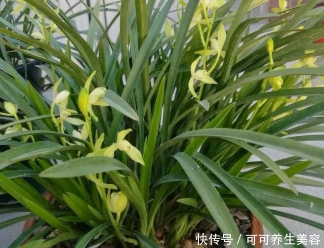 这种“天然钾肥”,用来养兰花,根系壮,叶芽多!