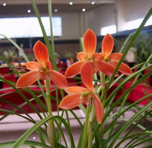  大气|此兰是“国兰第一红”，花型大气，仙气十足，花迷抢着买