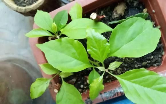 春季扦插三角梅,“随便”剪点枝,白糖当生根粉,沾土就生根