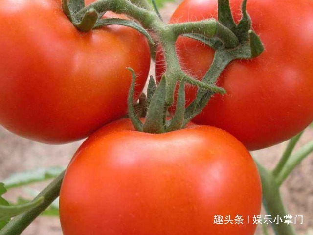 番茄红素|爱吃西红柿的要注意,西红柿不能和它一起煮,可别去自找麻烦