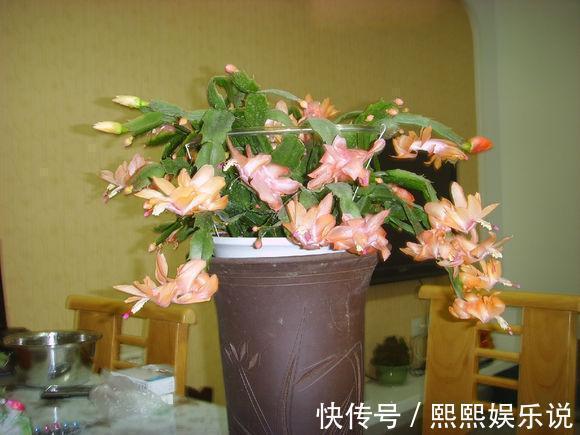 蟹爪兰开花少,用上“1勺它”,20天长满“花骨朵”,很有用