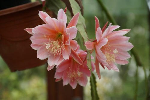 成长期|此款仙人掌，比绿萝好养，比荷花好看，简单易成活，花开硕大