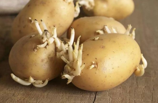 食物|有种食物发芽后吃,不仅没伤害,营养反而翻倍