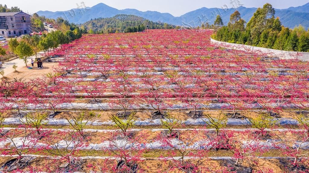 广东蕉岭：万株桃花灼灼开，来邂逅最美春光！