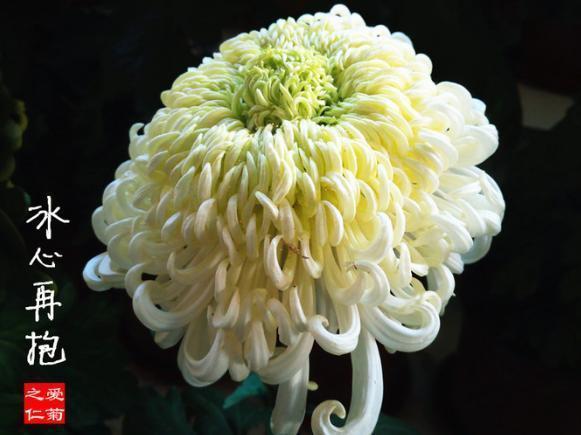 喜欢菊花，不如养盆“珍稀名菊”冰心再抱，似美人偏偏，娇艳高贵