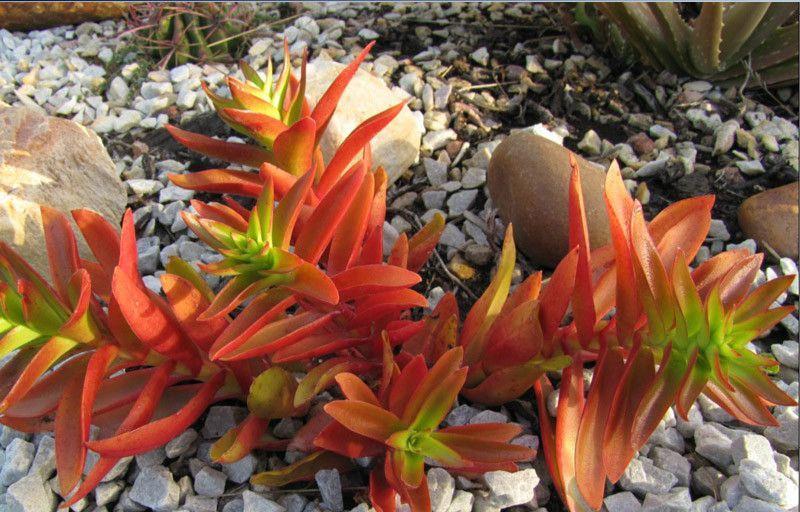 阳光|秋季想让火祭变红也不难,只要做好4点,红火喜庆好漂亮