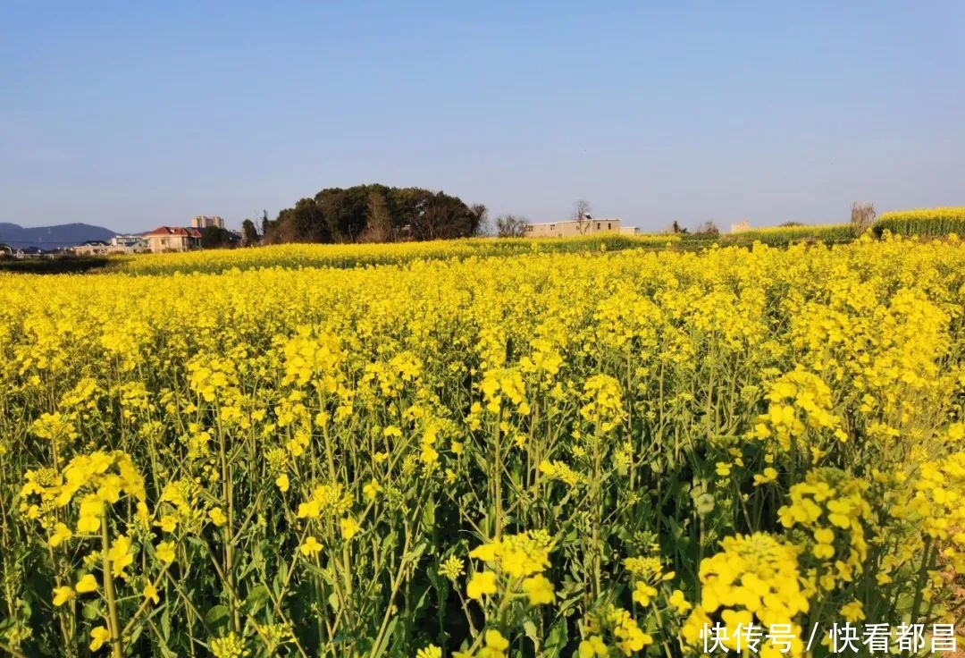 都昌30万亩油菜花竞相绽放，吸引众多游客踏青赏花！