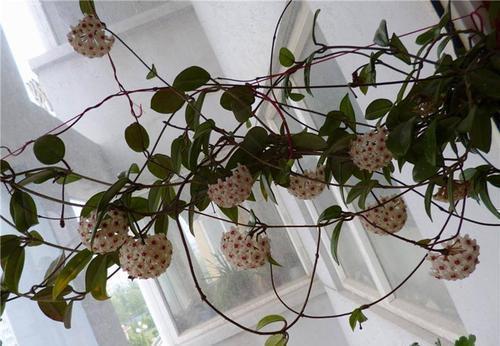 花墙|1种懒人花,丢水里就能活,爬满阳台开成花墙,值得拥有