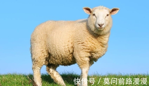 生肖|大金羊，11月不再被束缚，锦绣前程，鲤跃龙门，事业水涨船高