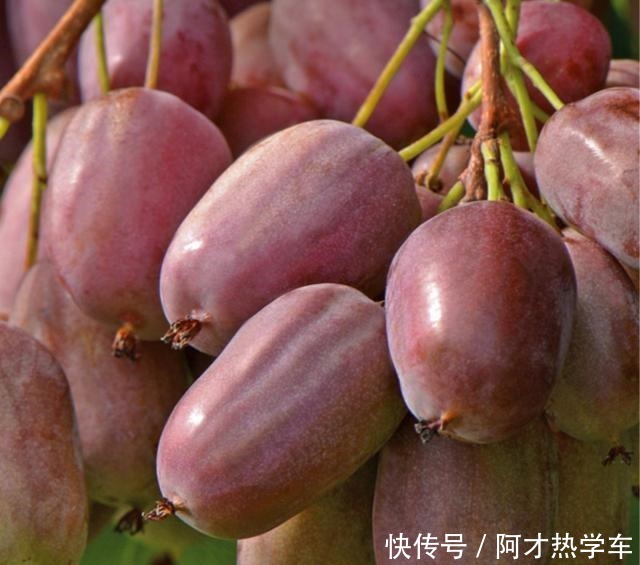 院子里不要在养花,栽种2株此果树,结果美味可口,好样易成活