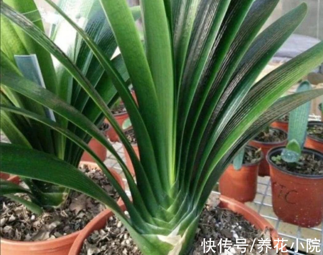 10月养君子兰,勤用“4种花肥”,植株长势旺,有助于开花