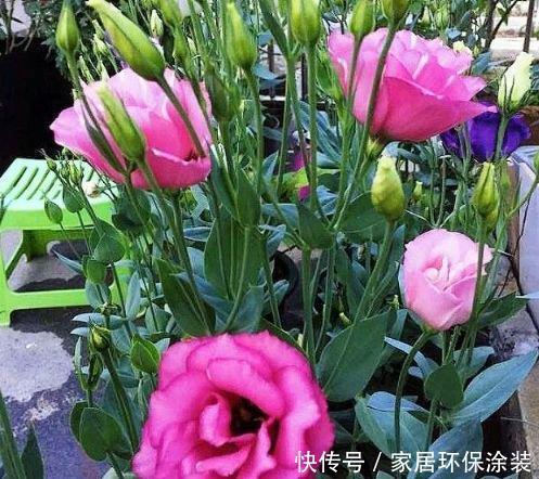 4种花养了就爆盆,好养易活开花漂亮,浇水疯长,开花爆盆很容易