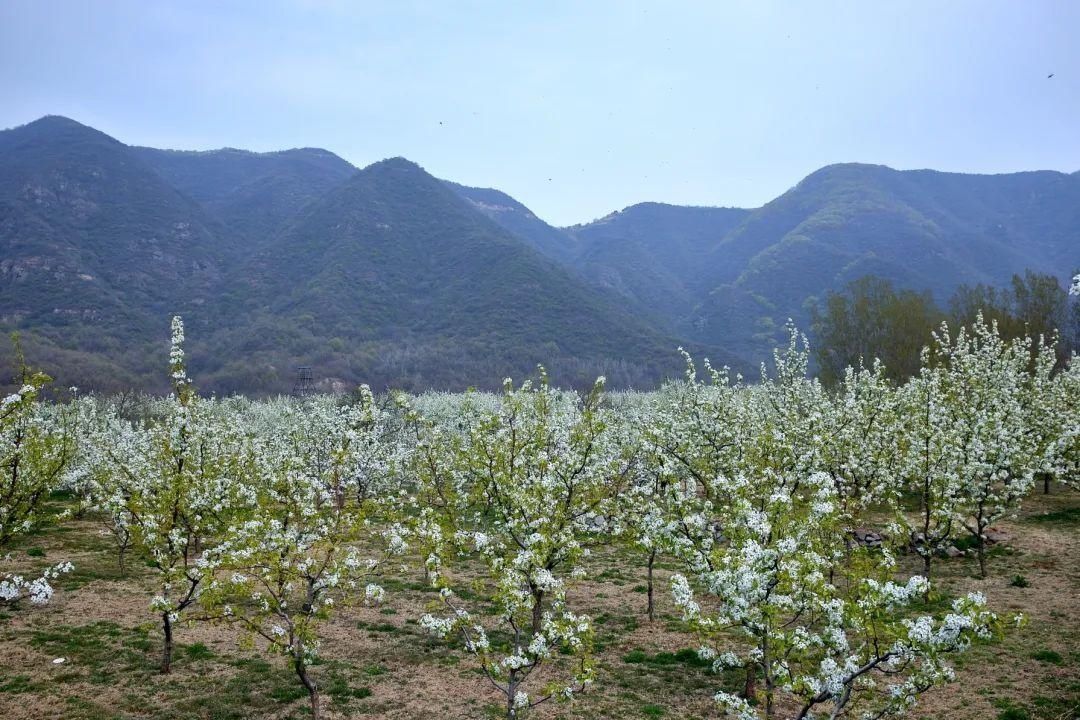 千树万树梨花开，东山梨园飘香