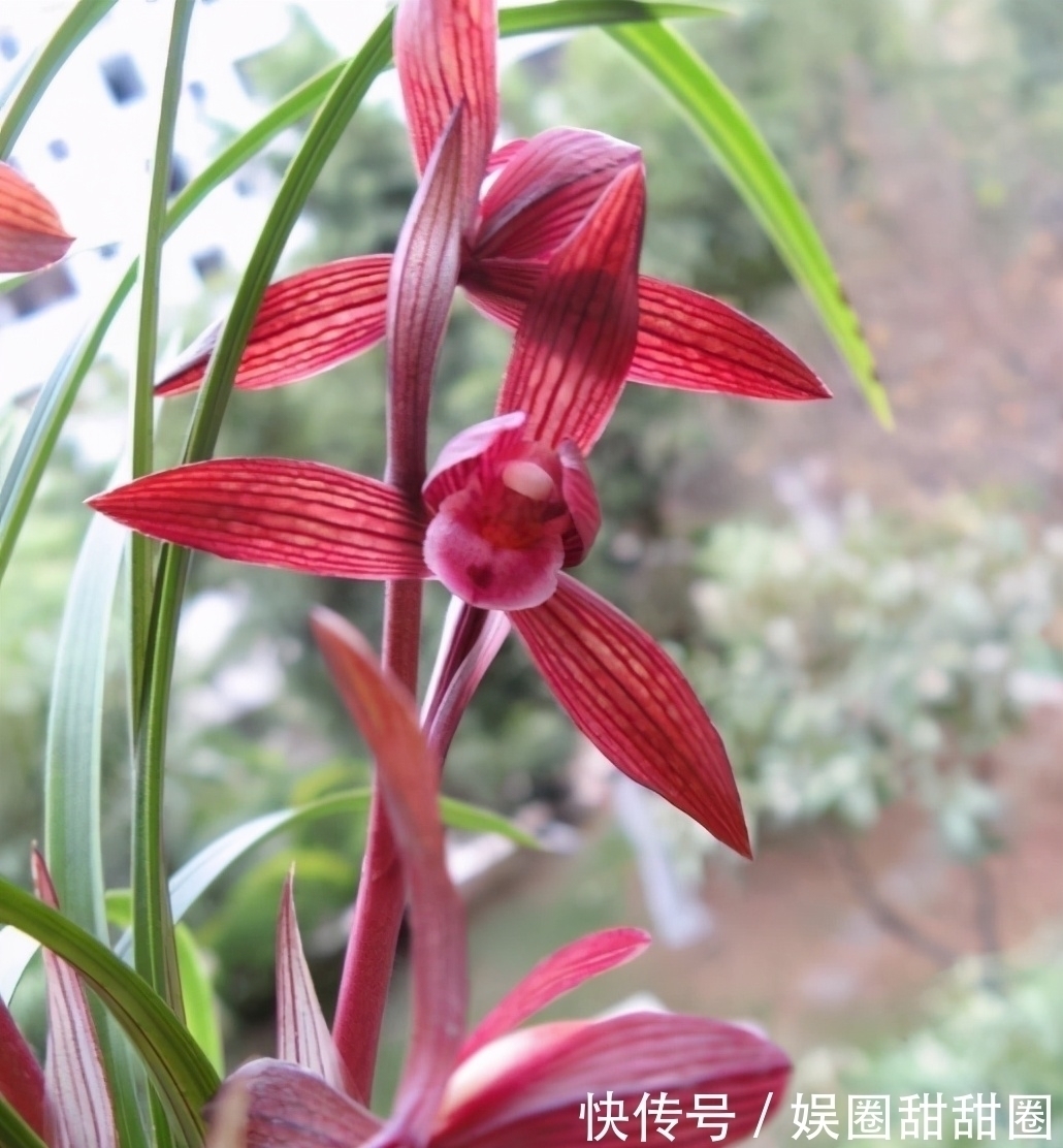 春兰十大红素之首“醉红素”，花色妖艳，兰香浓郁，新手也能养好