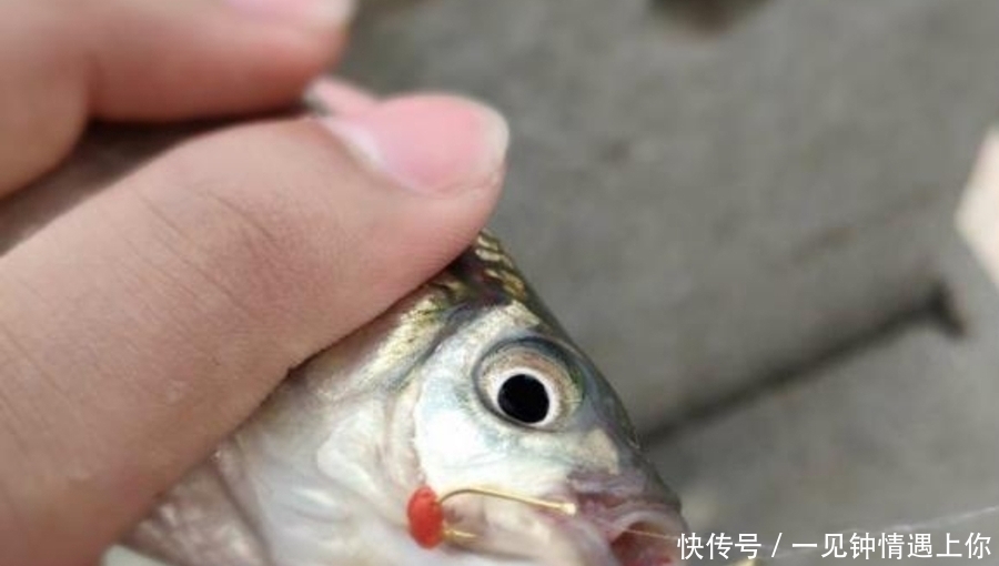 冬天还能钓上大板鲫?二十年老司机的忠告:不用这几招就封竿吧!