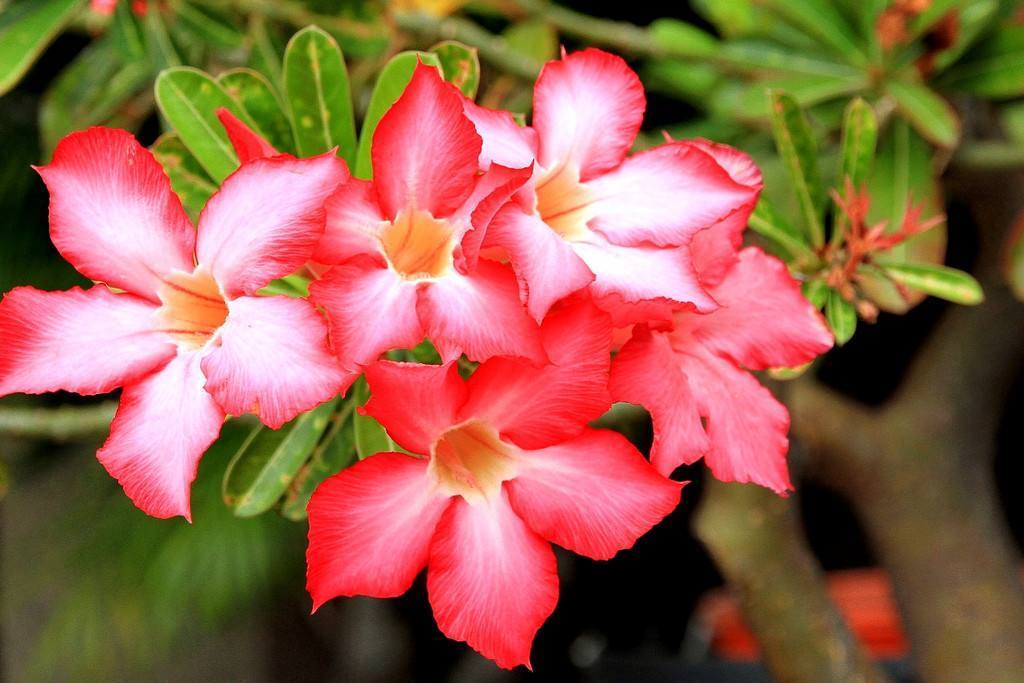 不爱水的“3种”花,半个月不浇水也能正常生长,还会长爆盆