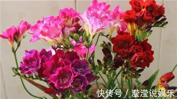 还在养绿萝家里养盆“香香花”，好看好闻，清香四溢精神好！