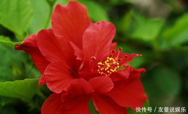 开花|新手养花,掌握3个技巧,四季开花不断,次次开“爆盆”!