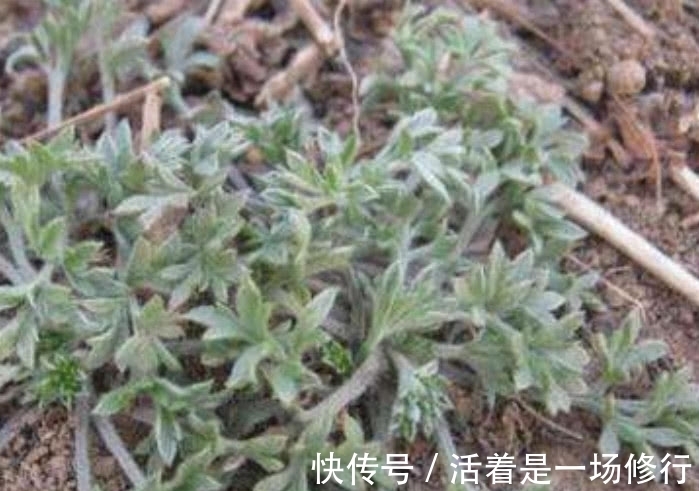 护肝草|这野菜摘下来直接就能吃，农户称它“护肝草”，过了4月份没得吃