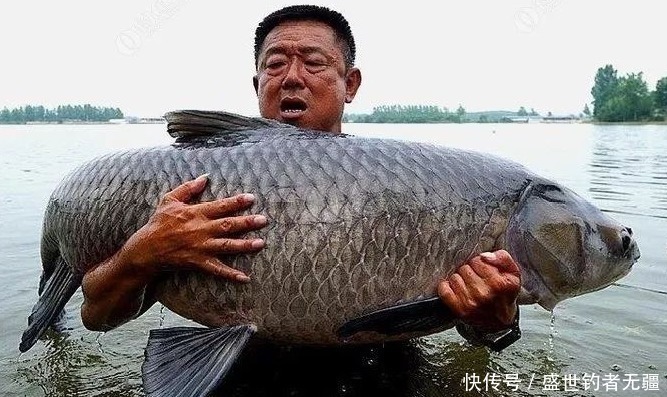 盛世|钓青鱼如何诱鱼?教你聚鱼方法和最能吸引青鱼的味型——盛世三渔