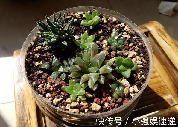 多肉盆栽叶片有''这信号''，记得趁早换盆土，不然来不及抢救