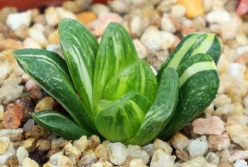 居家盆栽多肉，想选“招财树”养这3款，名字里带财