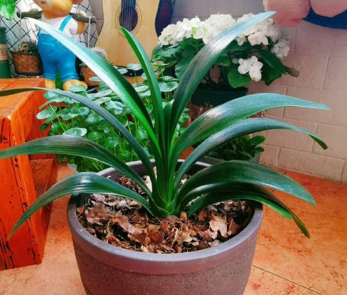 山上一种土，是养花“黄金土”，啥花吃了都疯长！