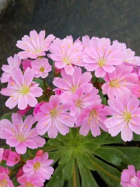 5种花现在插土里,下个月就开花,再热也不怕,别错过了